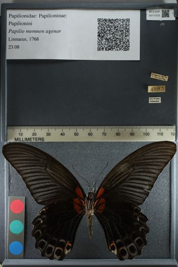 Media type: image;   Entomology 171212